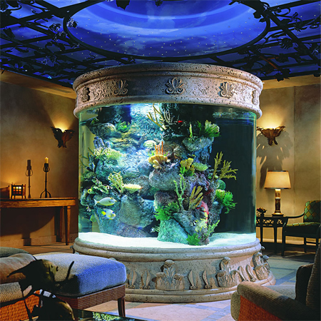 How to Maintain Aquarium Fish Tanks