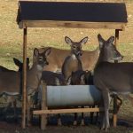 How to Build a Deer Feeder