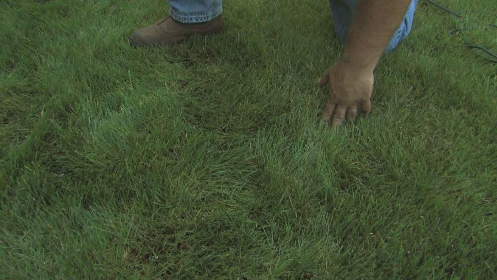 How to Maintain Bermuda Grass