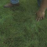 How to Maintain Bermuda Grass