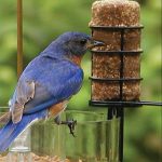 How to Build a Bird Feeder