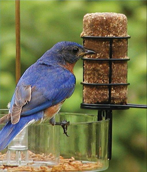 How to Build a Bird Feeder