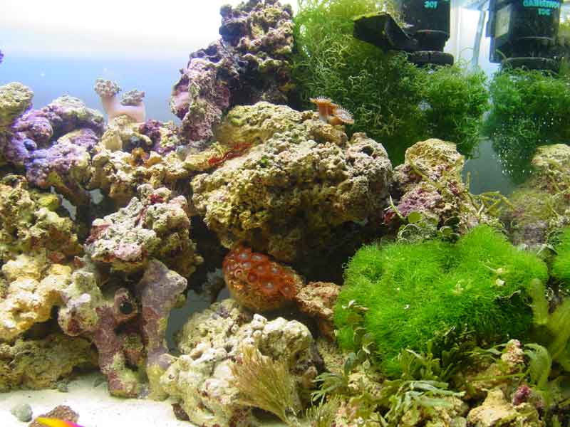 How to Build a Fish Tank