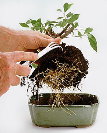 How to Maintain A Bonsai Tree