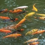 How to Maintain the Water Quality of Your Koi Pond