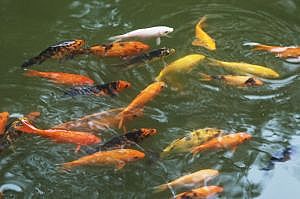 How to Maintain the Water Quality of Your Koi Pond