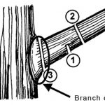 How to Repair Damaged Tree Bark