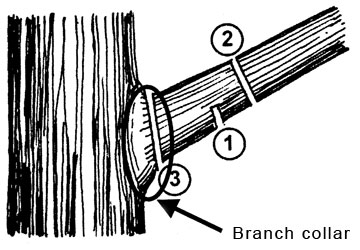 How to Repair Damaged Tree Bark