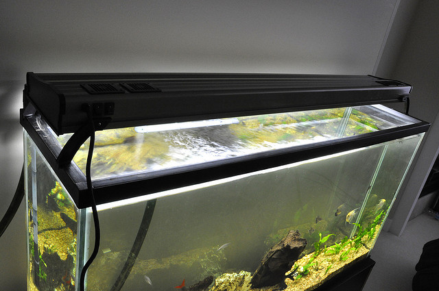 How to Build a Fish Tank
