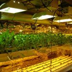 How to Build a Hydroponic System