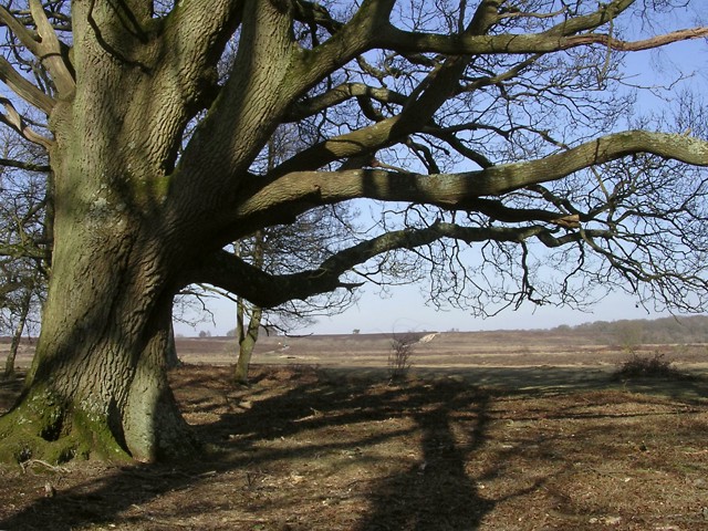 Tree Patching