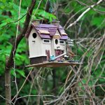 How to Build a Bird Feeder