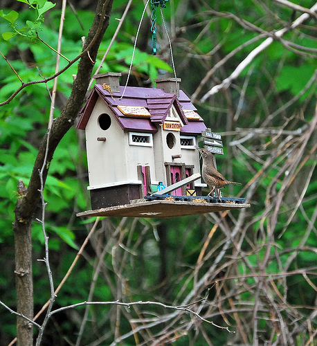 How to Build a Bird Feeder