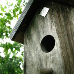 How to Build a Birdhouse