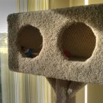 How to Build a Cat Condo