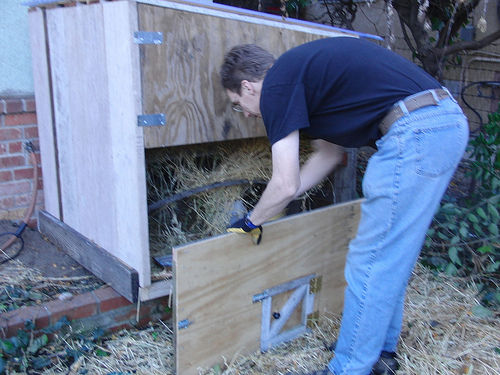 How to Build a Chicken Coup