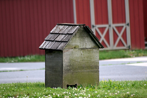 How to Build a Doghouse