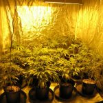 How to Build a Grow Room