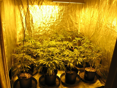 How to Build a Grow Room