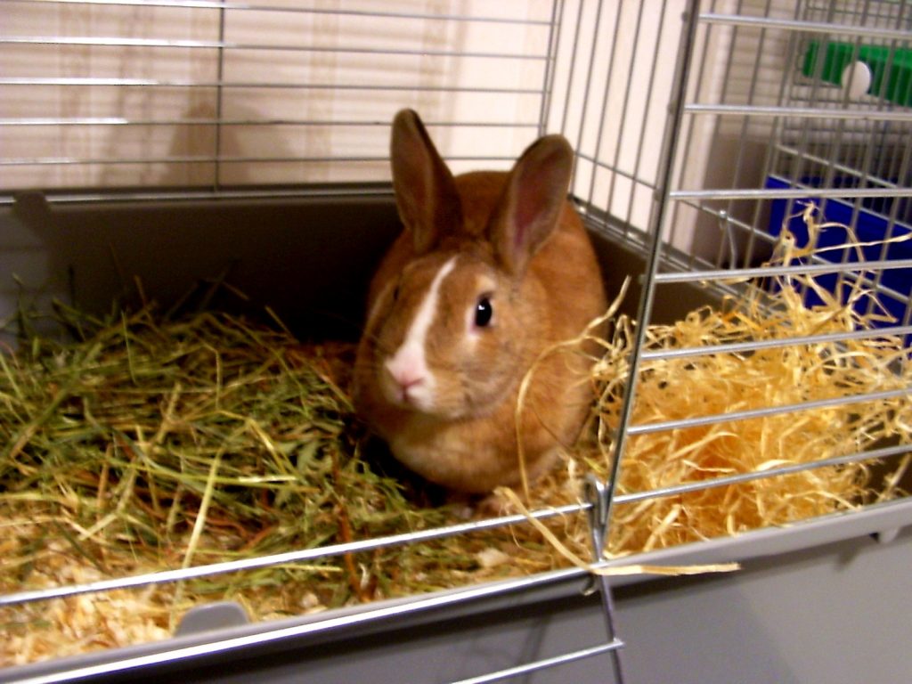 How to Build a Rabbit Cage