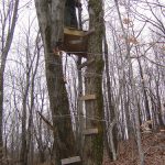 How to Build a Tree Stand