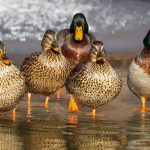 How to Make a Duck Blind