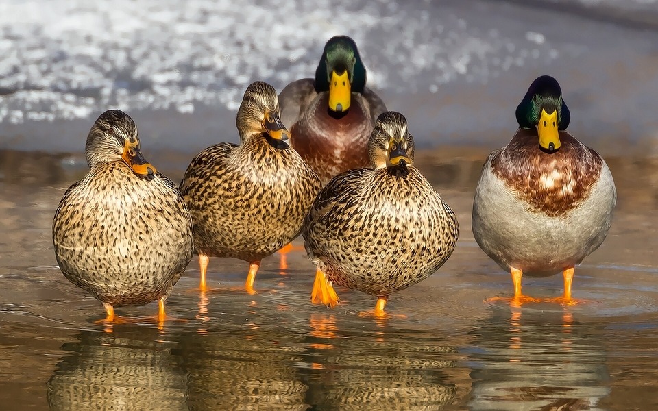 How to Make a Duck Blind