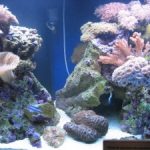 How to Maintain a Saltwater Aquarium