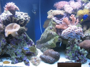How to Maintain a Saltwater Aquarium